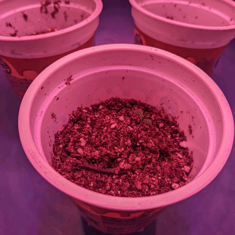Sweet Haze growlog timeline photo