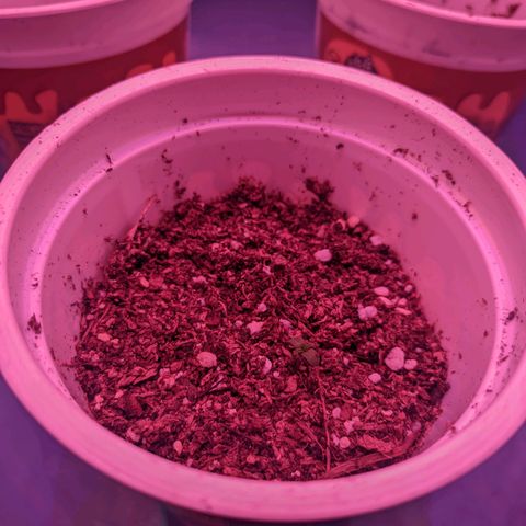 Sweet Haze growlog timeline photo