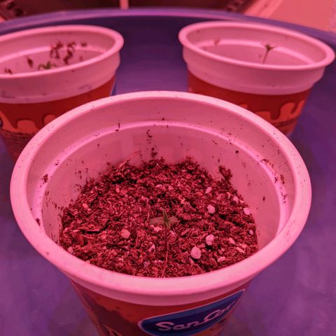 Sweet Haze growlog timeline photo
