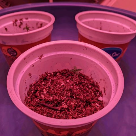 Sweet Haze growlog timeline photo