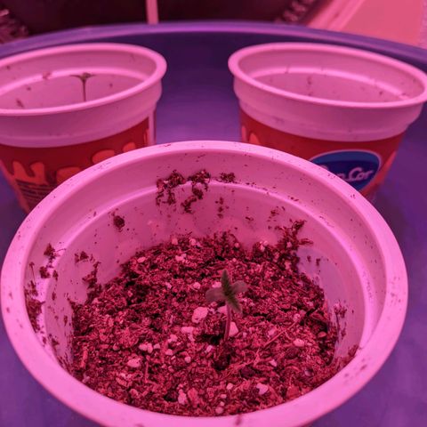 Sweet Haze growlog timeline photo