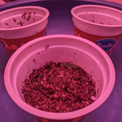 Sweet Haze growlog timeline photo