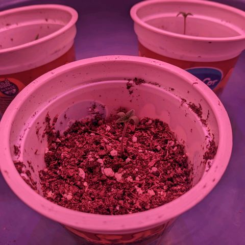 Sweet Haze growlog timeline photo