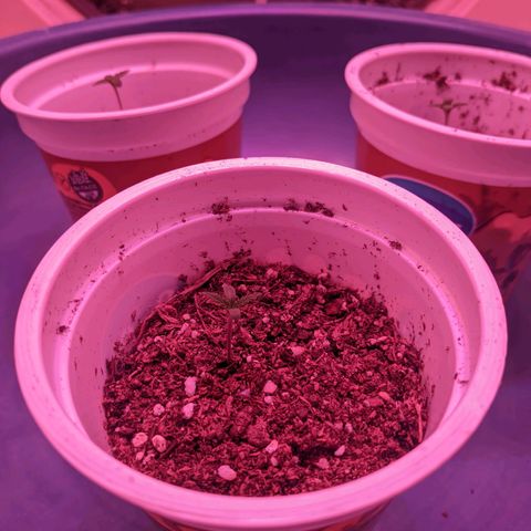 Sweet Haze growlog timeline photo