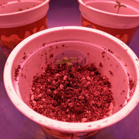 Sweet Haze growlog timeline photo