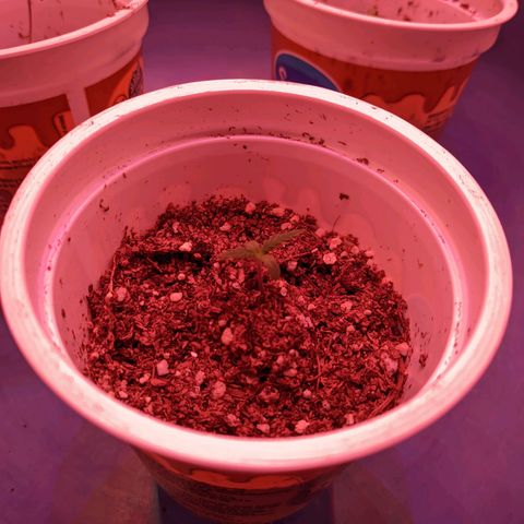 Sweet Haze growlog timeline photo