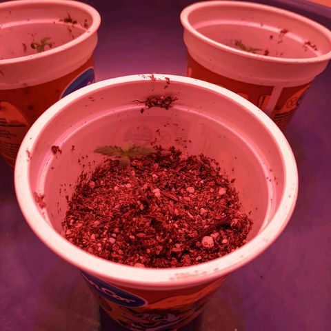 Sweet Haze growlog timeline photo