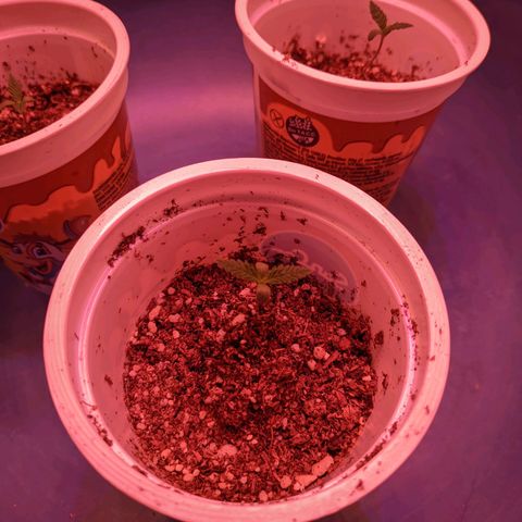 Sweet Haze growlog timeline photo