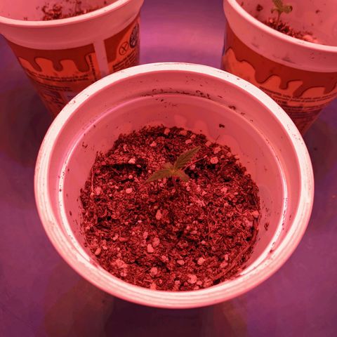 Sweet Haze growlog timeline photo