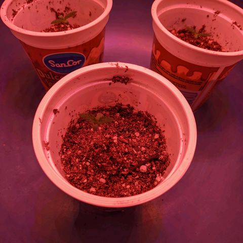 Sweet Haze growlog timeline photo