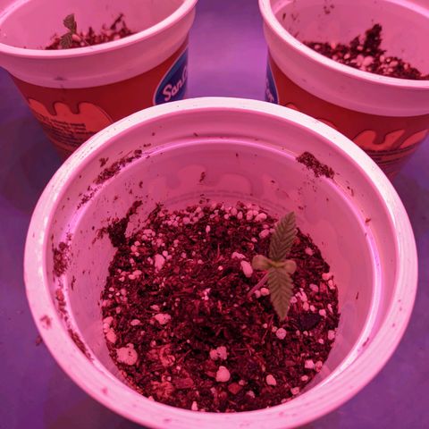 Sweet Haze growlog timeline photo