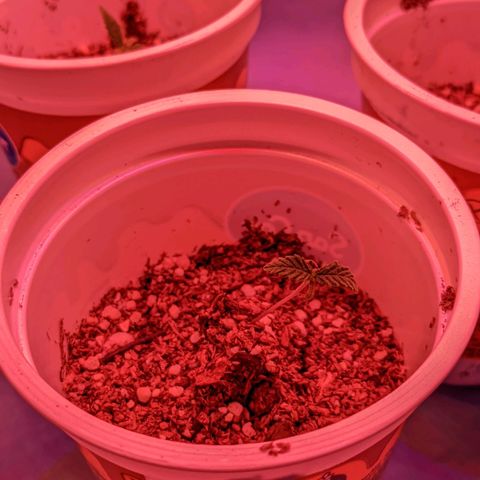Sweet Haze growlog timeline photo