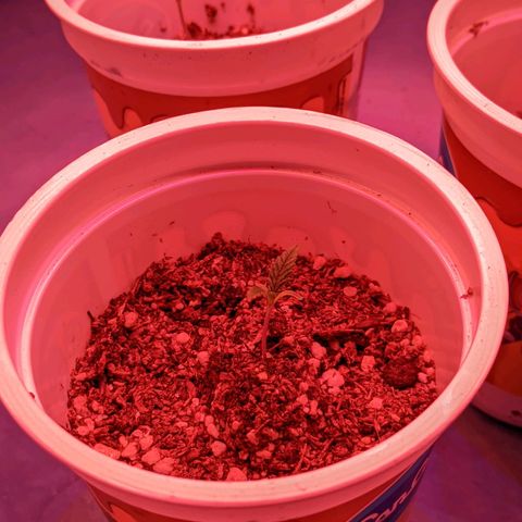 Sweet Haze growlog timeline photo