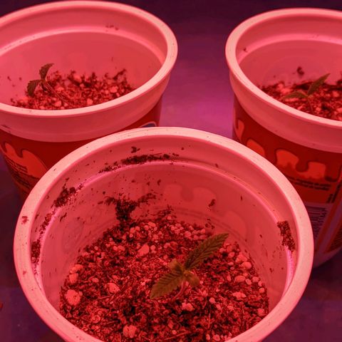 Sweet Haze growlog timeline photo
