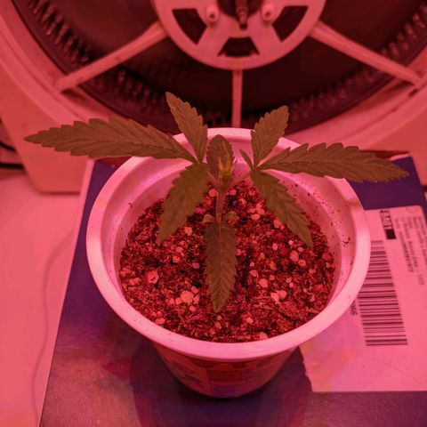 Sweet Haze growlog timeline photo