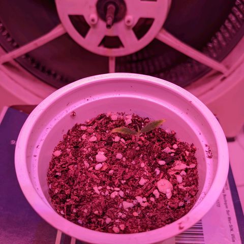 Sweet Haze growlog timeline photo