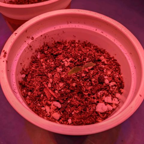 Sweet Haze growlog timeline photo