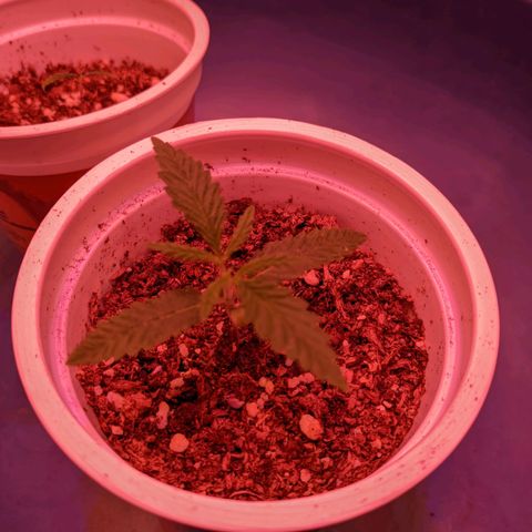 Sweet Haze growlog timeline photo
