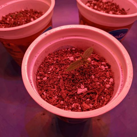 Sweet Haze growlog timeline photo