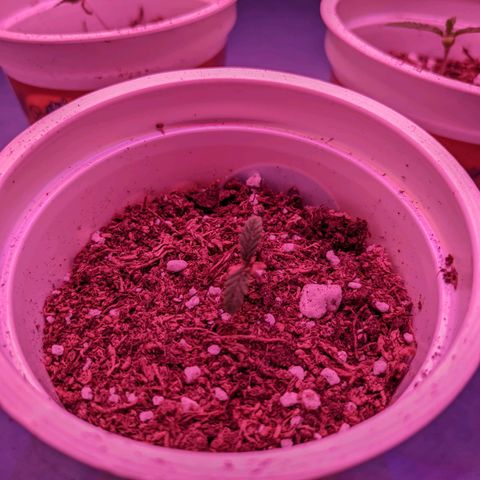 Sweet Haze growlog timeline photo