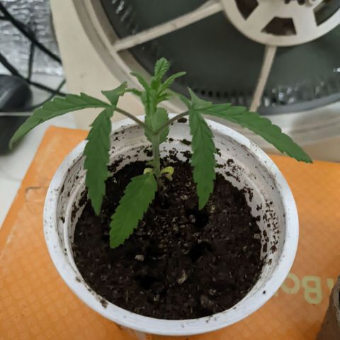 Sweet Haze growlog timeline photo