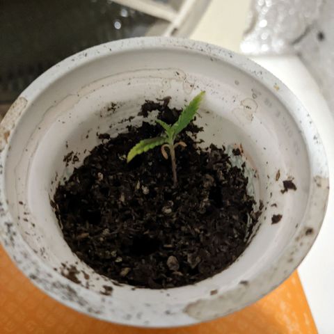 Sweet Haze growlog timeline photo