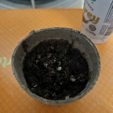 Sweet Haze growlog timeline photo