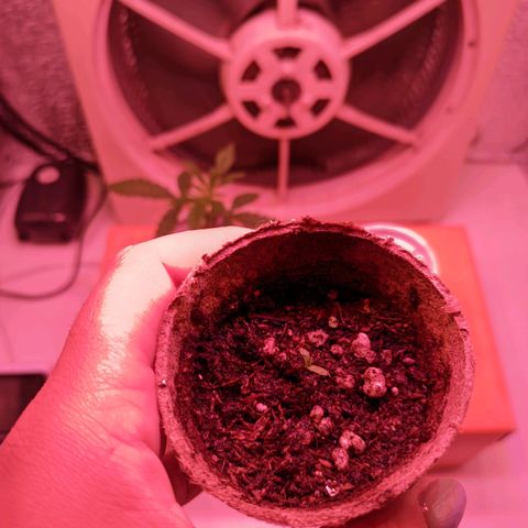 Sweet Haze growlog timeline photo