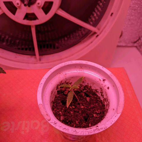 Sweet Haze growlog timeline photo
