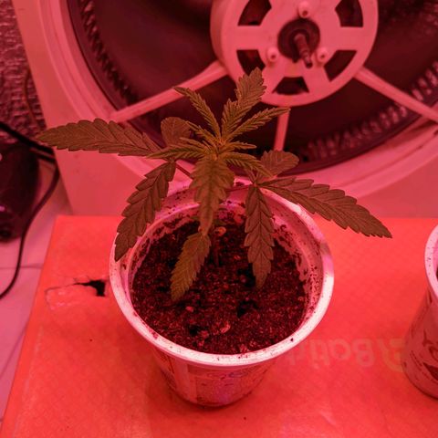 Sweet Haze growlog timeline photo