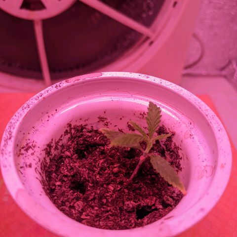 Sweet Haze growlog timeline photo