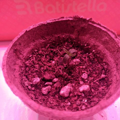 Sweet Haze growlog timeline photo