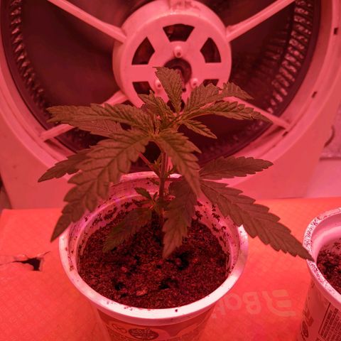 Sweet Haze growlog timeline photo