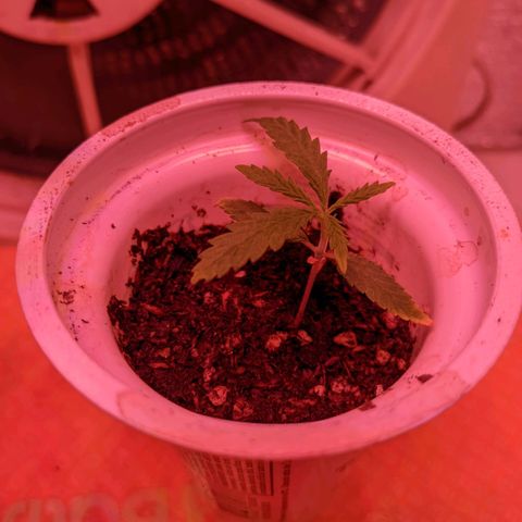 Sweet Haze growlog timeline photo
