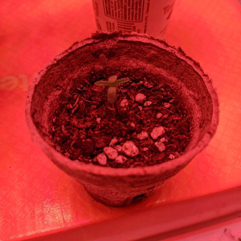 Sweet Haze growlog timeline photo