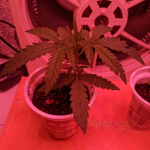 Sweet Haze growlog timeline photo