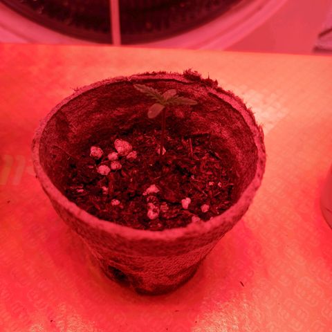 Sweet Haze growlog timeline photo