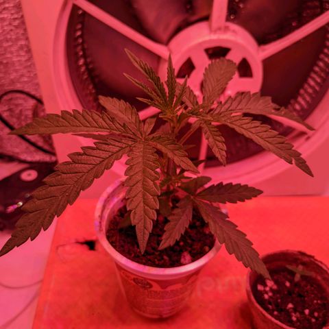 Sweet Haze growlog timeline photo