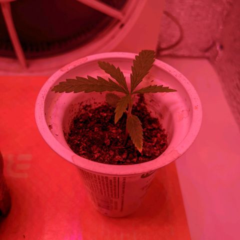 Sweet Haze growlog timeline photo