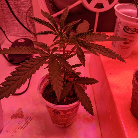 Sweet Haze growlog timeline photo