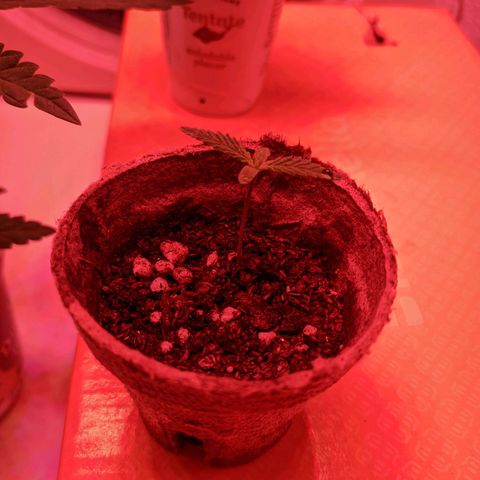 Sweet Haze growlog timeline photo