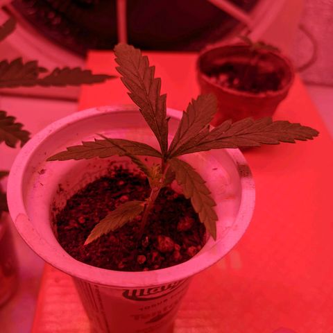 Sweet Haze growlog timeline photo