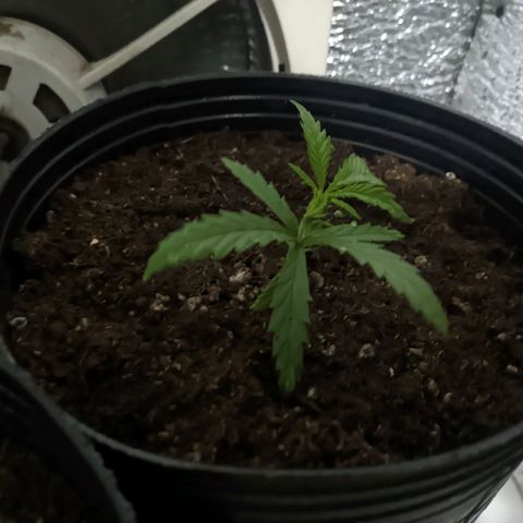 Sweet Haze growlog timeline photo
