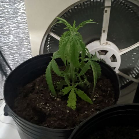 Sweet Haze growlog timeline photo