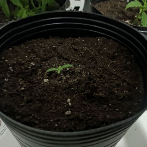 Sweet Haze growlog timeline photo