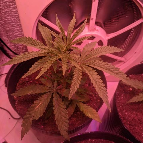 Sweet Haze growlog timeline photo