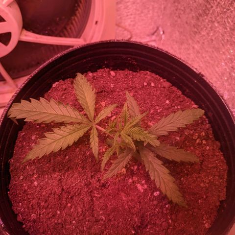 Sweet Haze growlog timeline photo