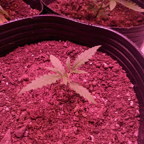 Sweet Haze growlog timeline photo