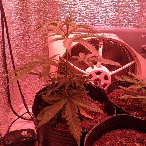 Sweet Haze growlog timeline photo
