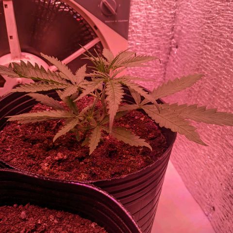 Sweet Haze growlog timeline photo